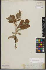 Foto von Salix appendiculata Vill.
